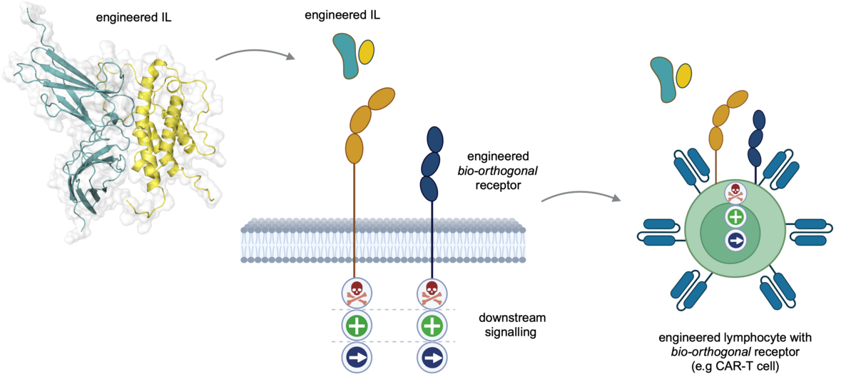 Rational engineering of new and improved cytokines Biology Diagrams